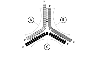 MV-RNA