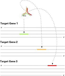 MV-RNA, Multiple Gene