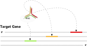 MV-RNA, Single Gene