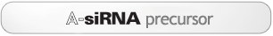 Asymmetric siRNA