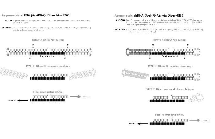 Asymmetric RNAi for pSUPER